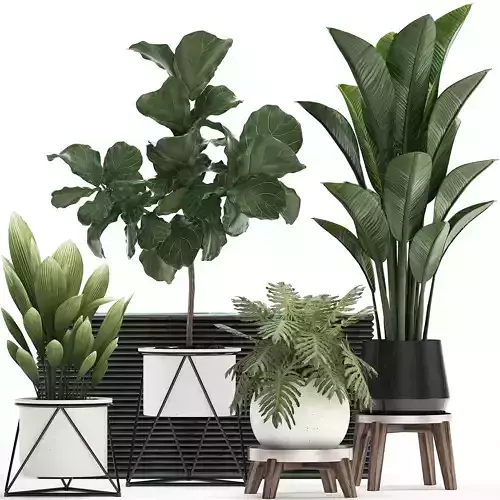Decorative plants in flower pots for the interior 460