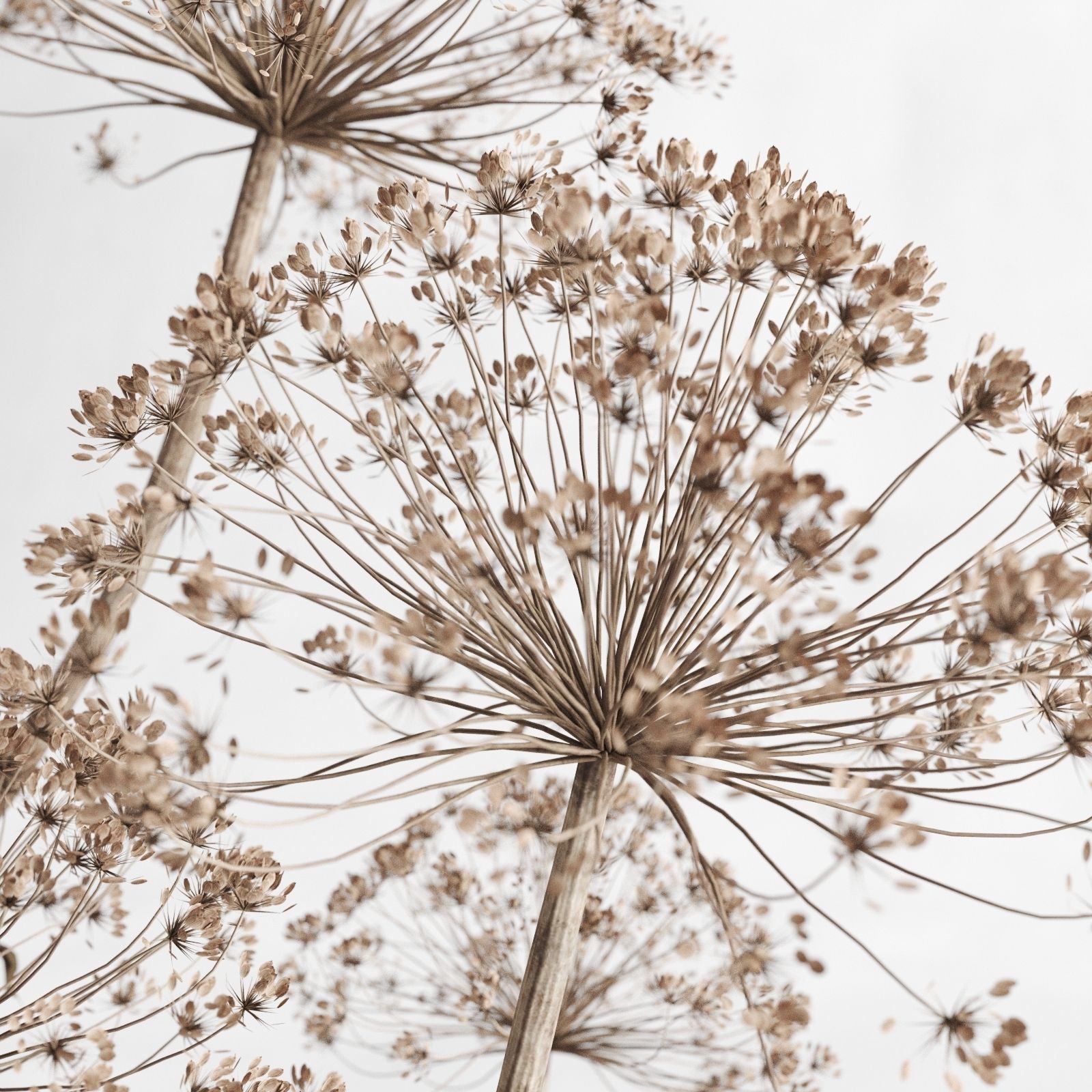 Hogweed In A Clay Vase 3D model_4