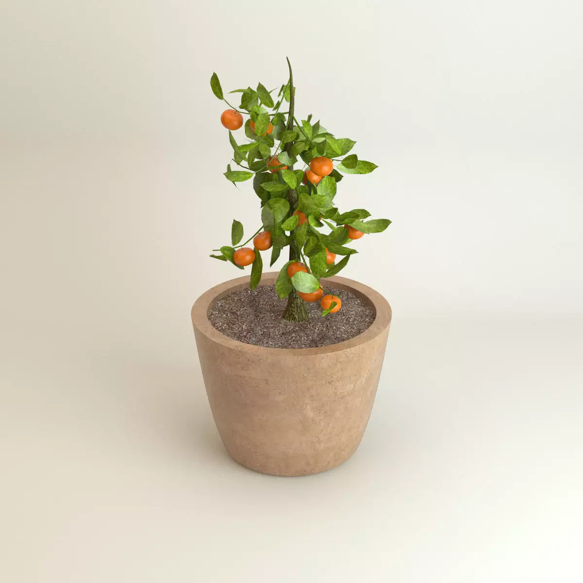 Tree Mandarin Tangerine 3D model