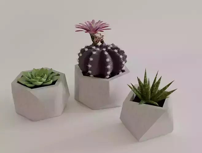Succulents and cacti 