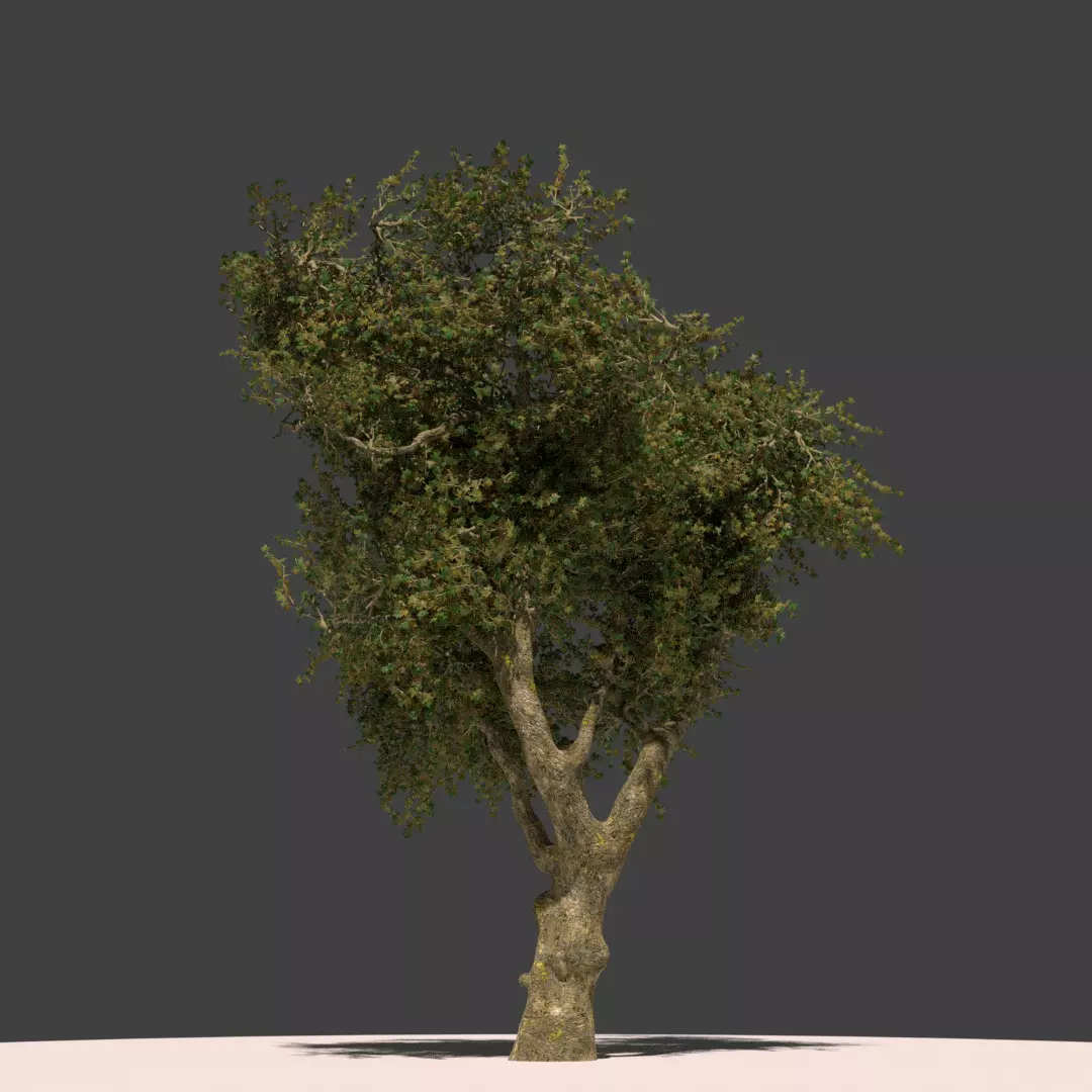 Dogu Cinari - Platanus Orientalis Free low-poly 3D model_0