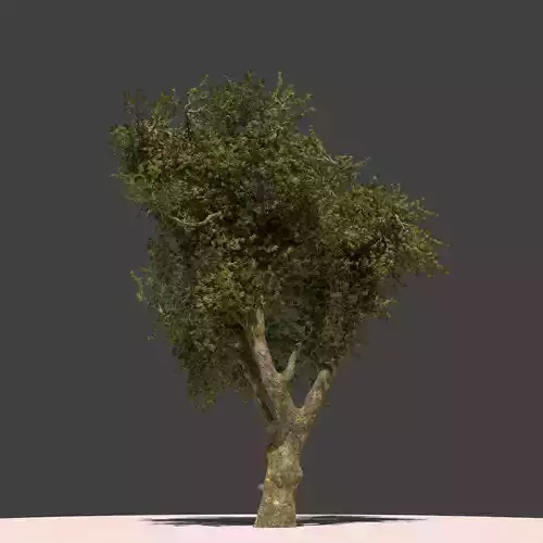 Dogu Cinari - Platanus Orientalis