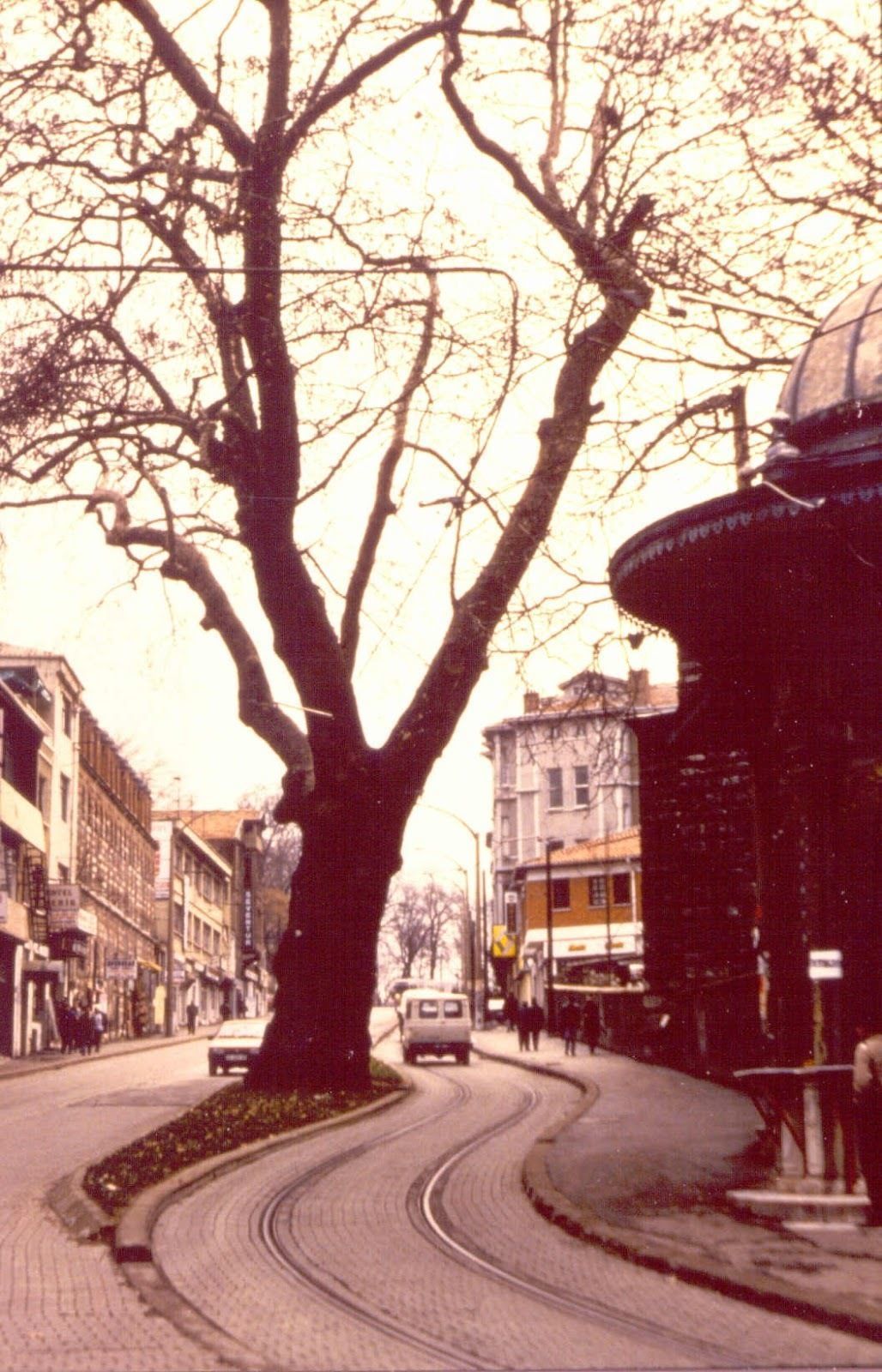 Dogu Cinari - Platanus Orientalis Free low-poly 3D model_2