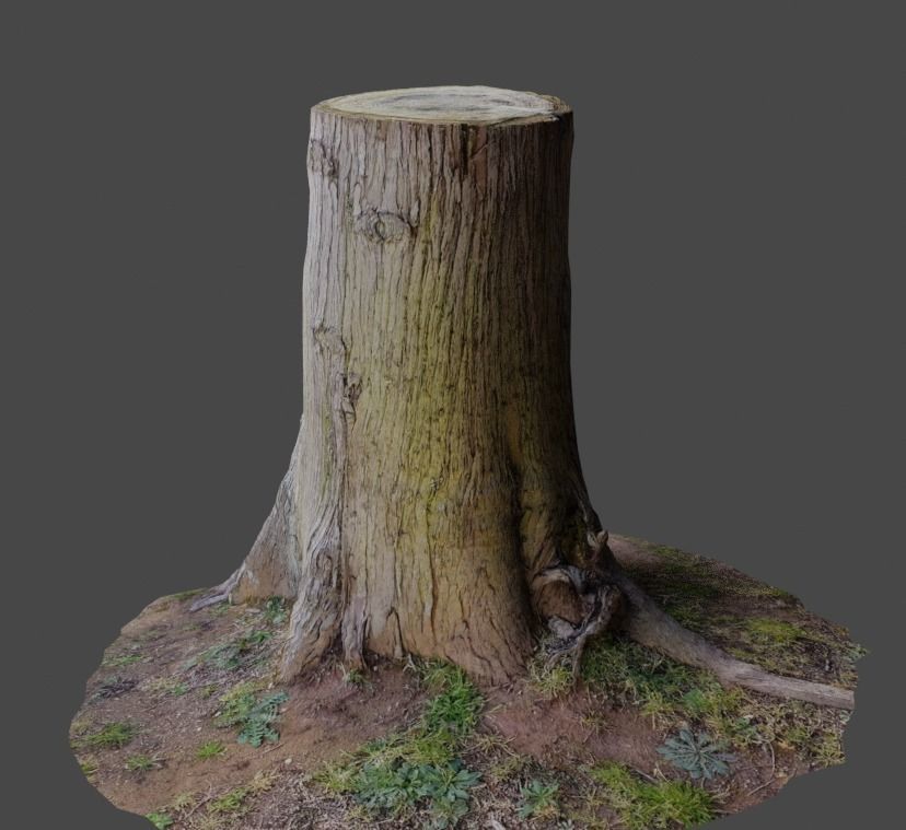 3D Scanned Tree Stumps Low-poly 3D model_7