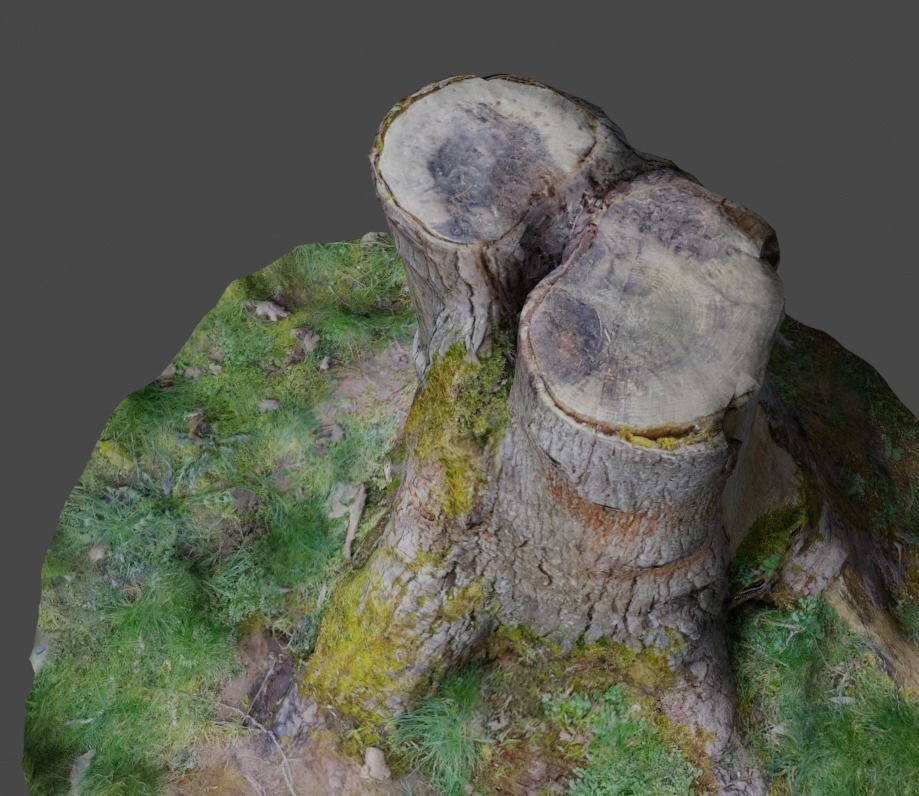 3D Scanned Tree Stumps Low-poly 3D model_4