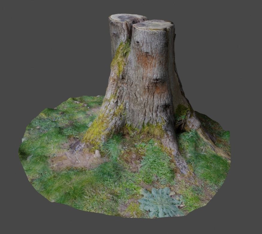 3D Scanned Tree Stumps Low-poly 3D model_1