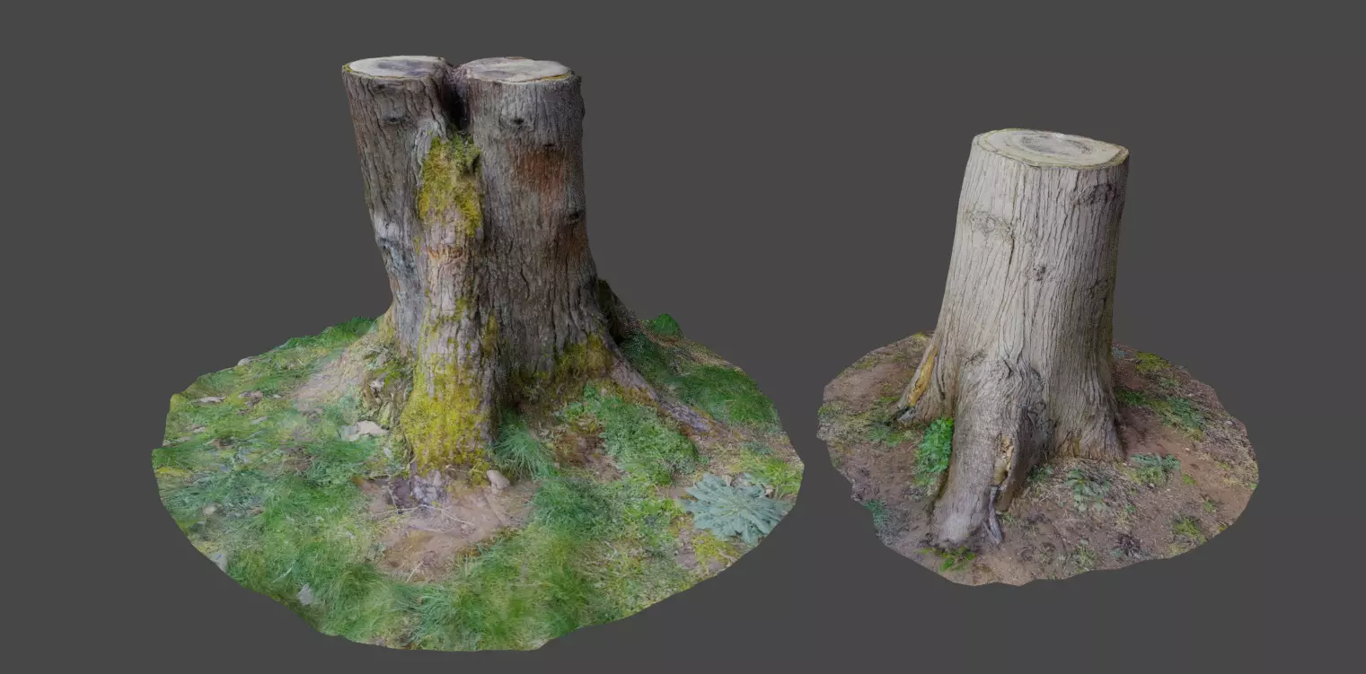 3D Scanned Tree Stumps Low-poly 3D model_0
