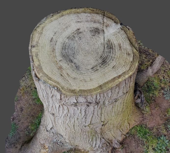 3D Scanned Tree Stumps Low-poly 3D model_3