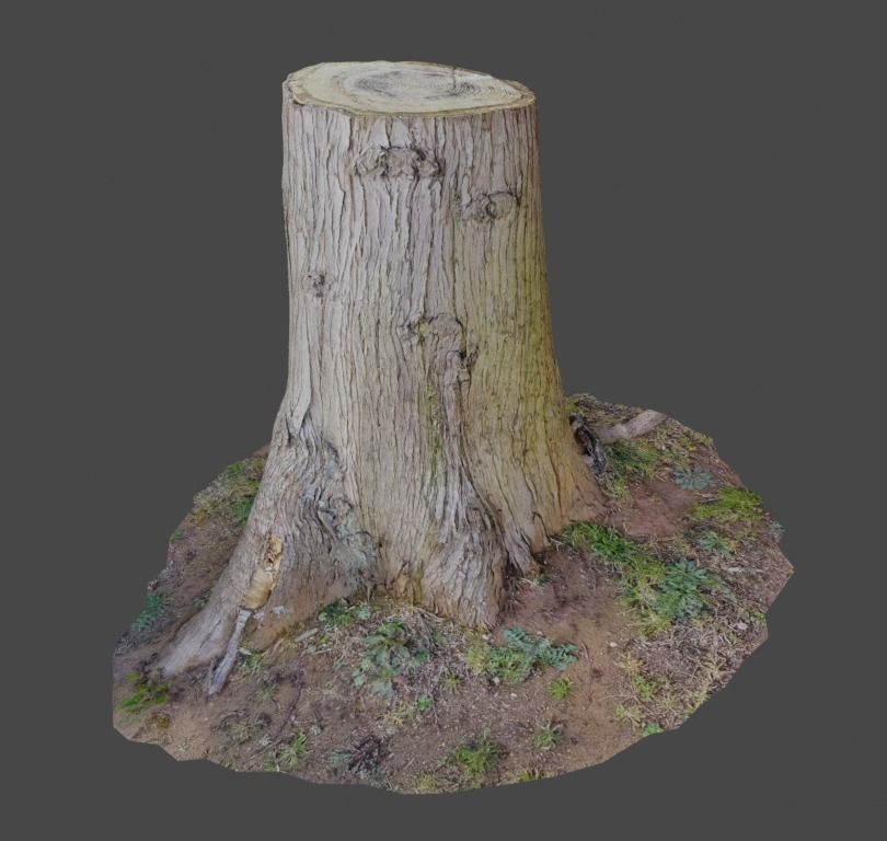 3D Scanned Tree Stumps Low-poly 3D model_2