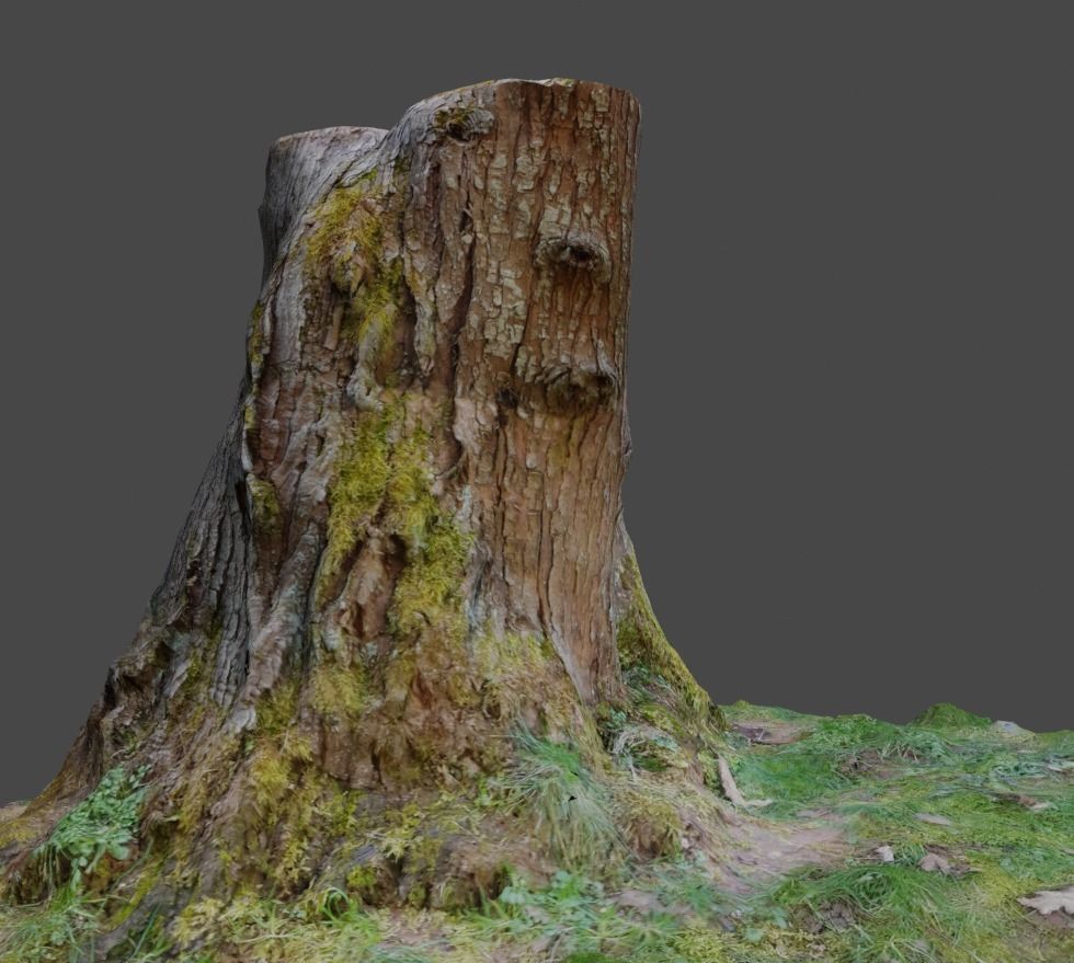 3D Scanned Tree Stumps Low-poly 3D model_6