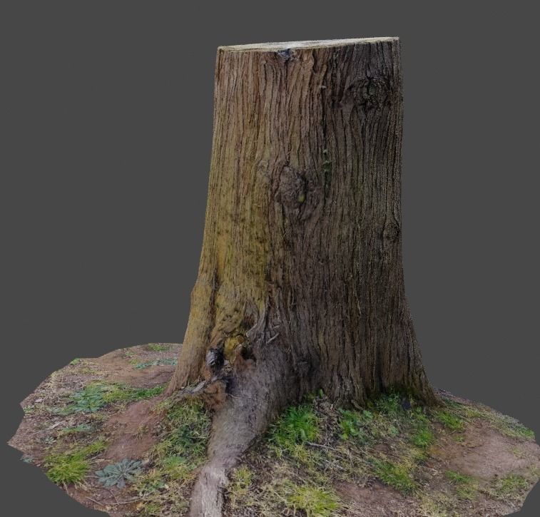 3D Scanned Tree Stumps Low-poly 3D model_8