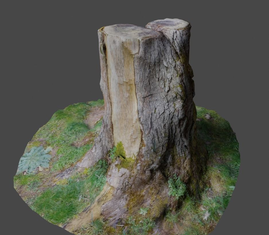 3D Scanned Tree Stumps Low-poly 3D model_5