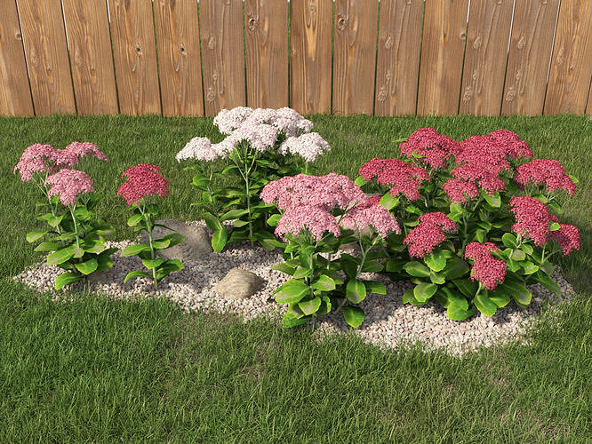 showy stonecrop set 3D model