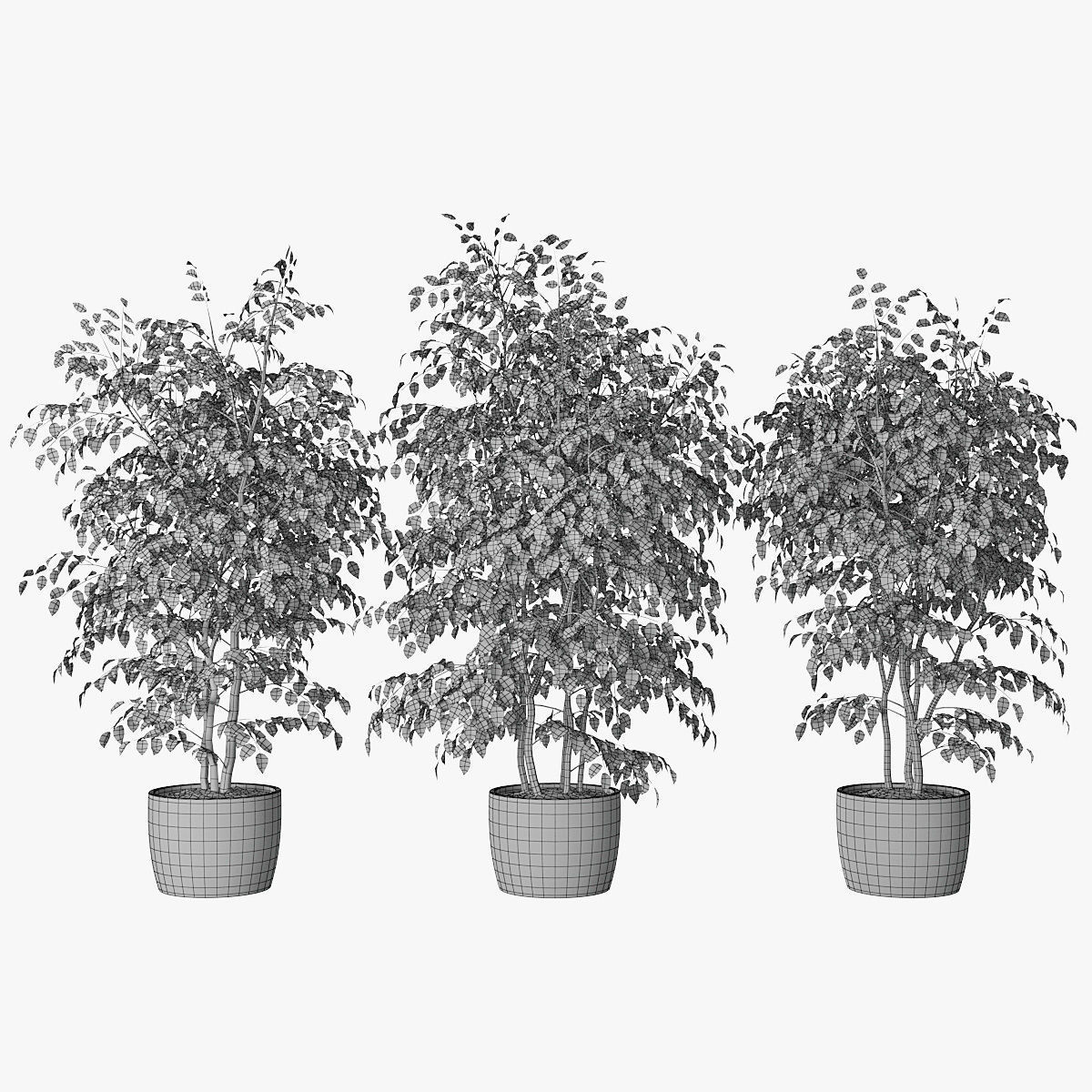 Ficus benjamin 07 3D model_2