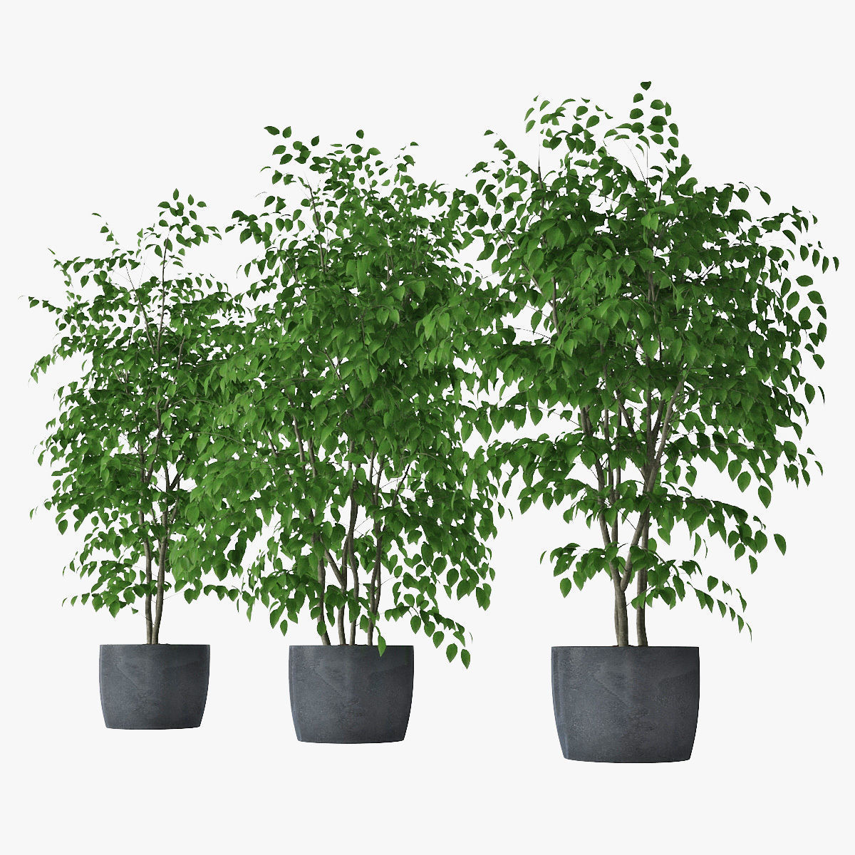 Ficus benjamin 07 3D model_3