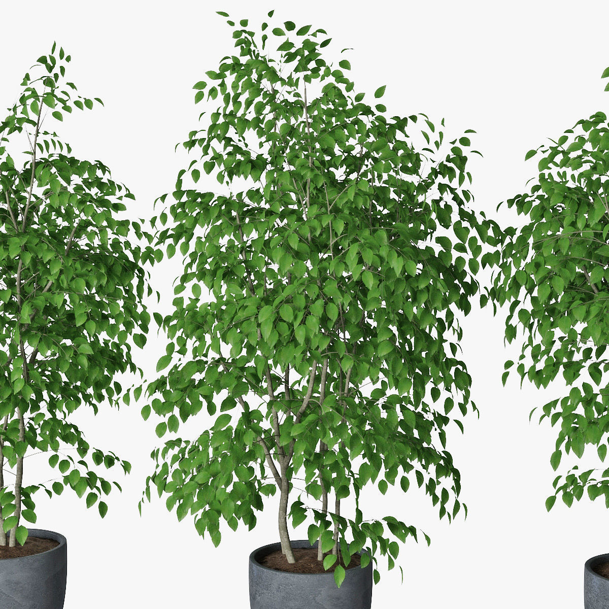Ficus benjamin 07 3D model_9