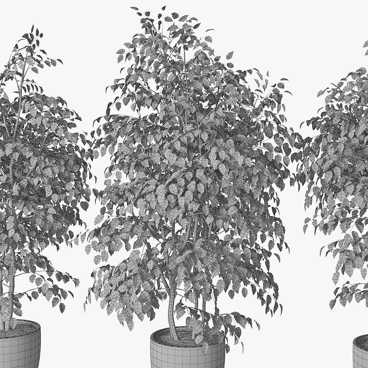 Ficus benjamin 07 3D model_12
