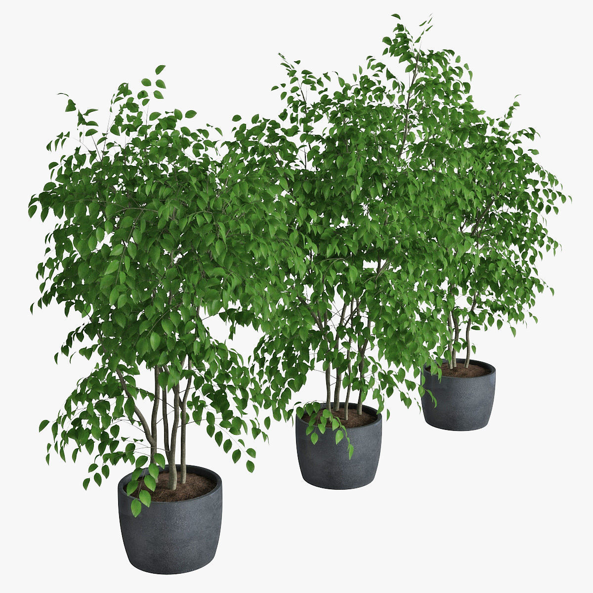 Ficus benjamin 07 3D model_4