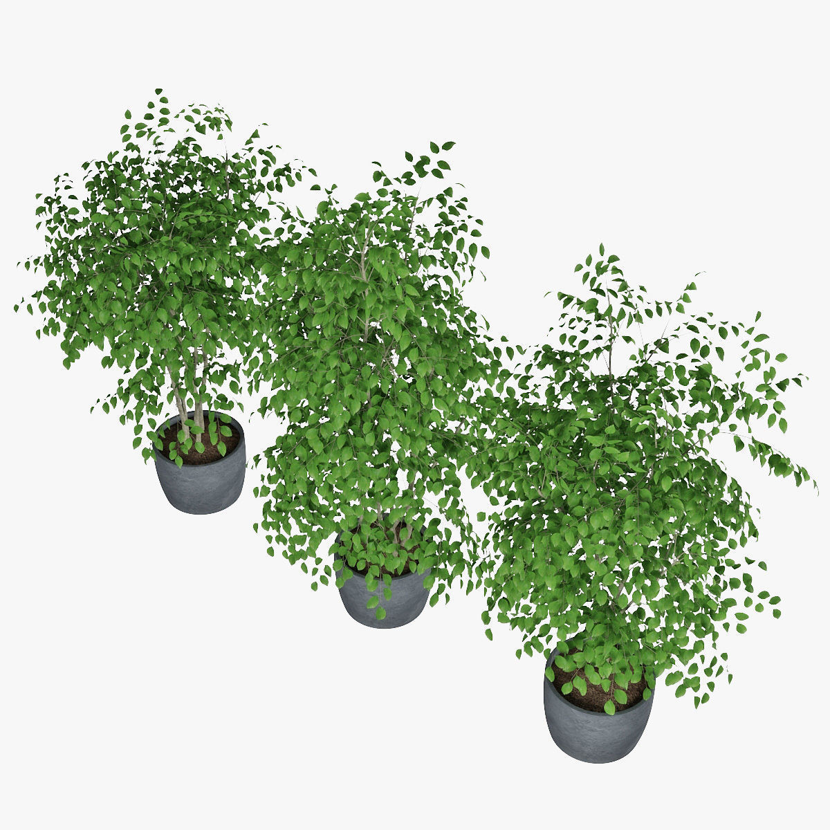 Ficus benjamin 07 3D model_6
