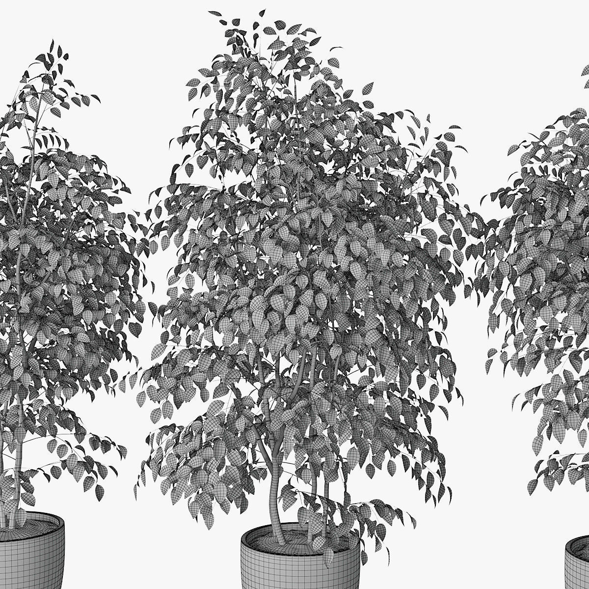 Ficus benjamin 07 3D model_10