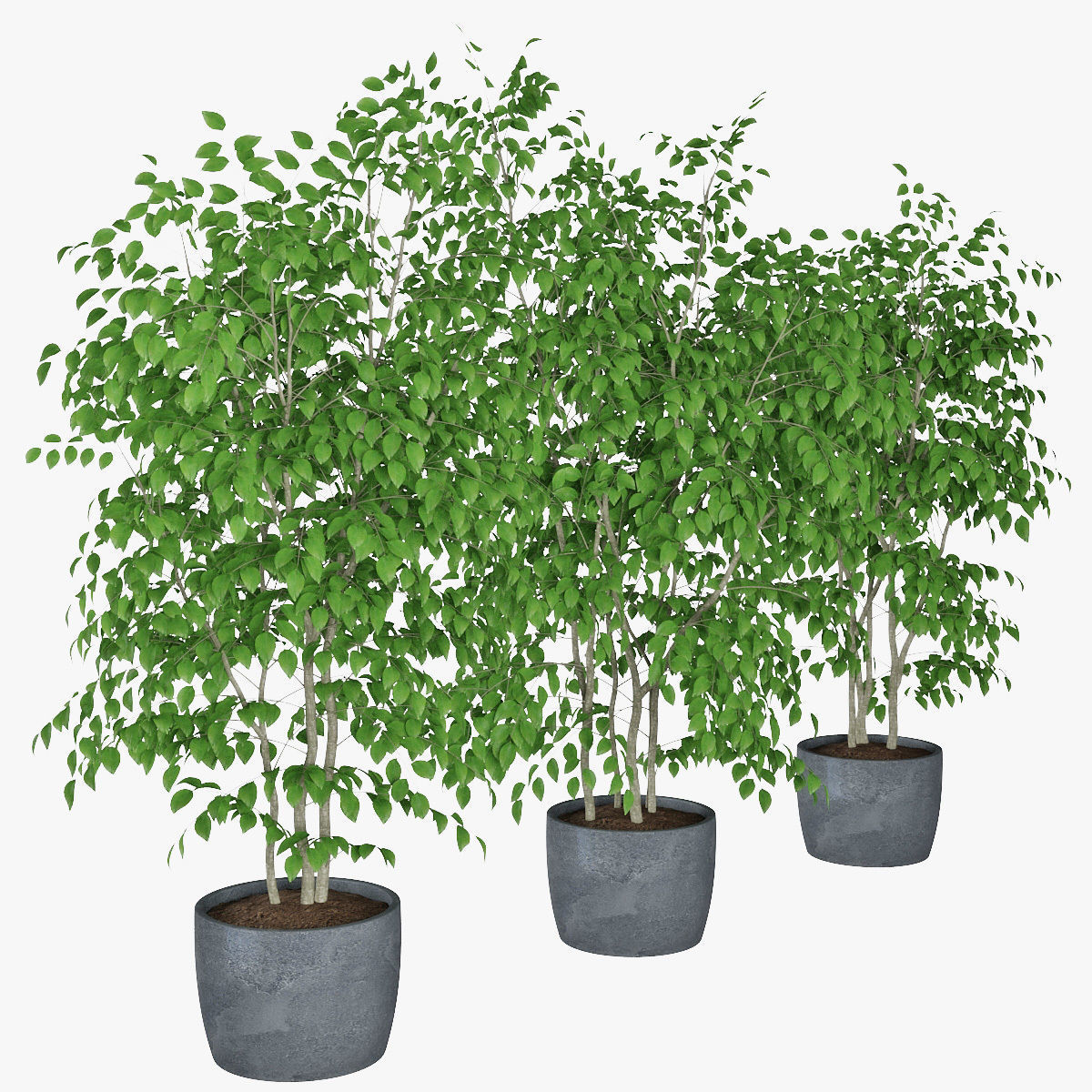 Ficus benjamin 07 3D model_7