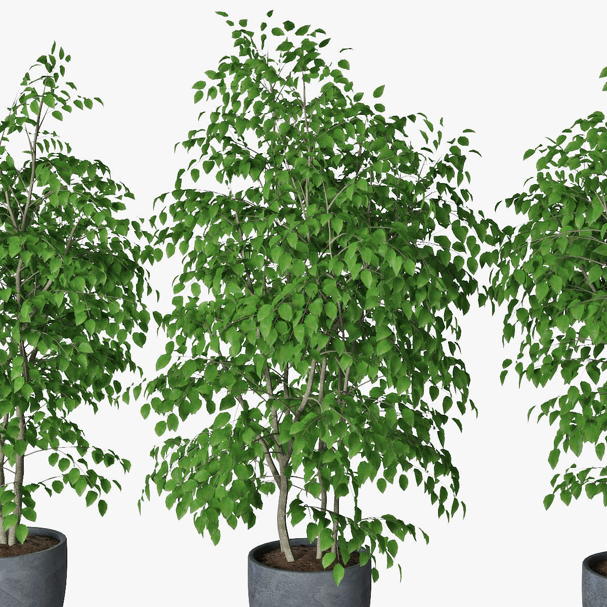 Ficus benjamin 07 3D model_11