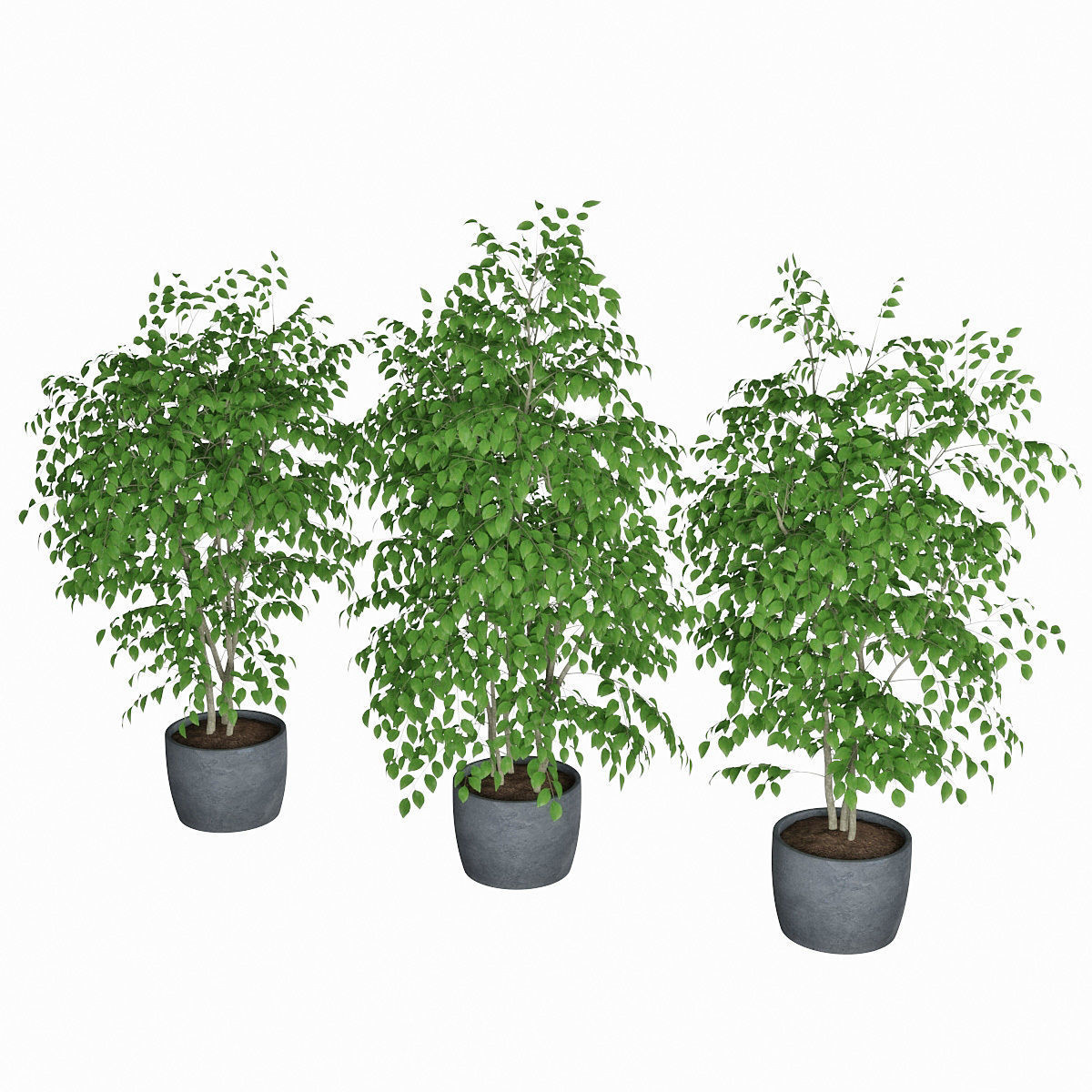 Ficus benjamin 07 3D model_5