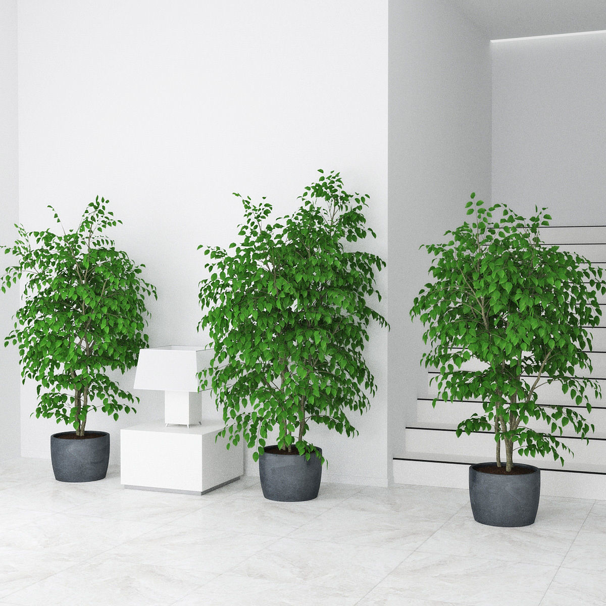 Ficus benjamin 07 3D model_13