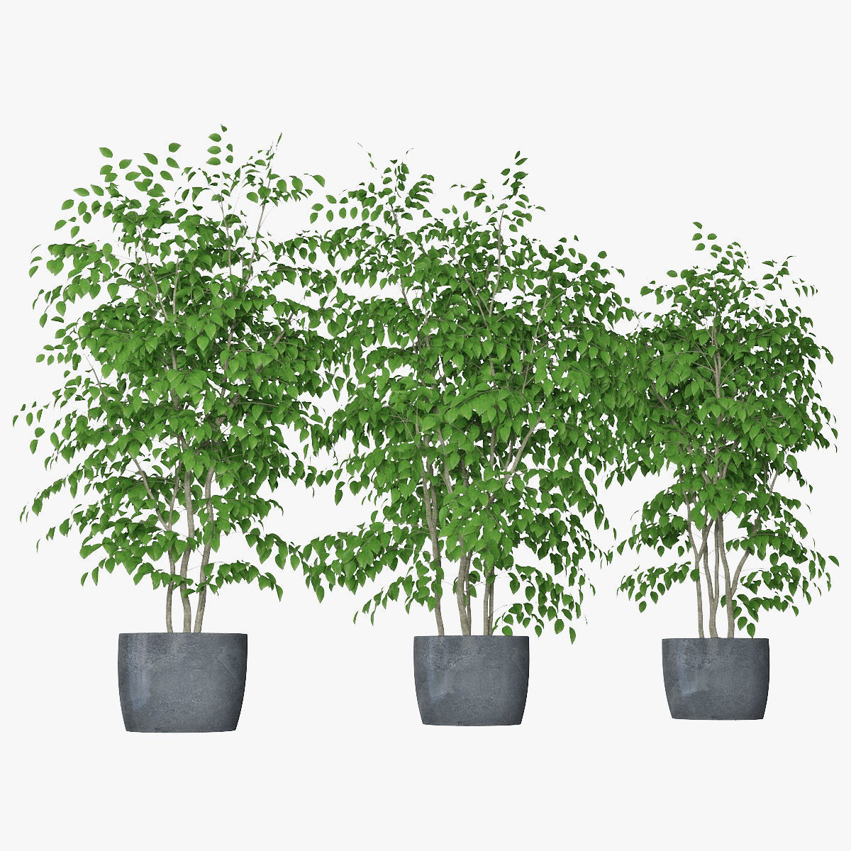 Ficus benjamin 07 3D model_8