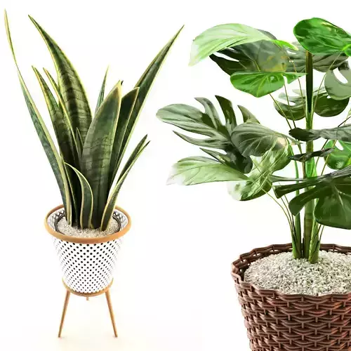 plant collection set 02 