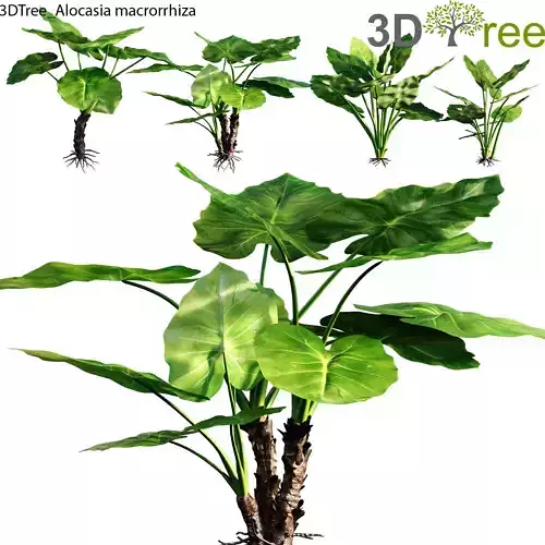 Alocasia macrorrhiza 01 Low-poly 3D model