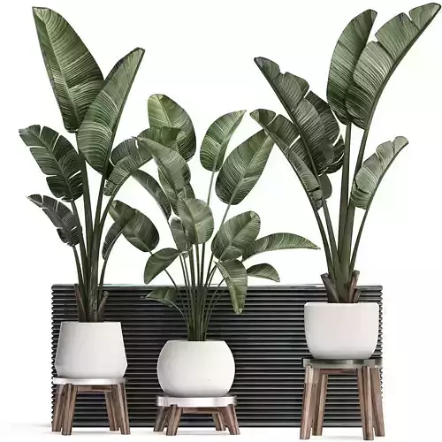 Decorative plants in flower pots for the interior 461