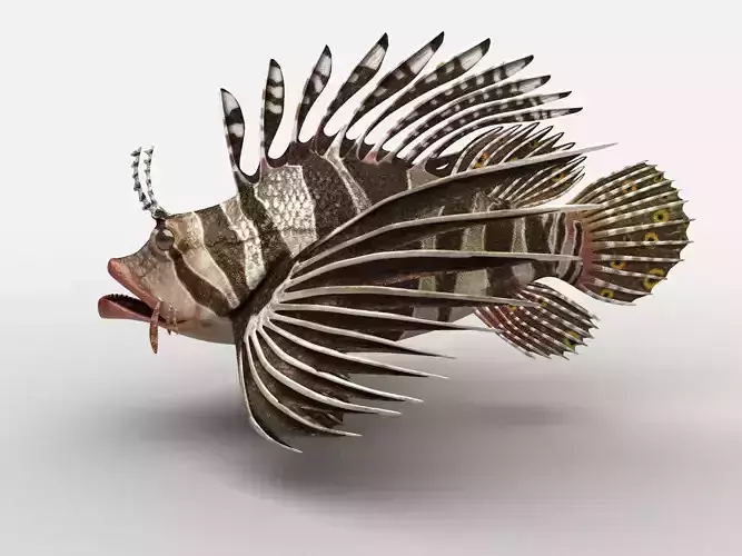 Scorpion fish Scorpen-1