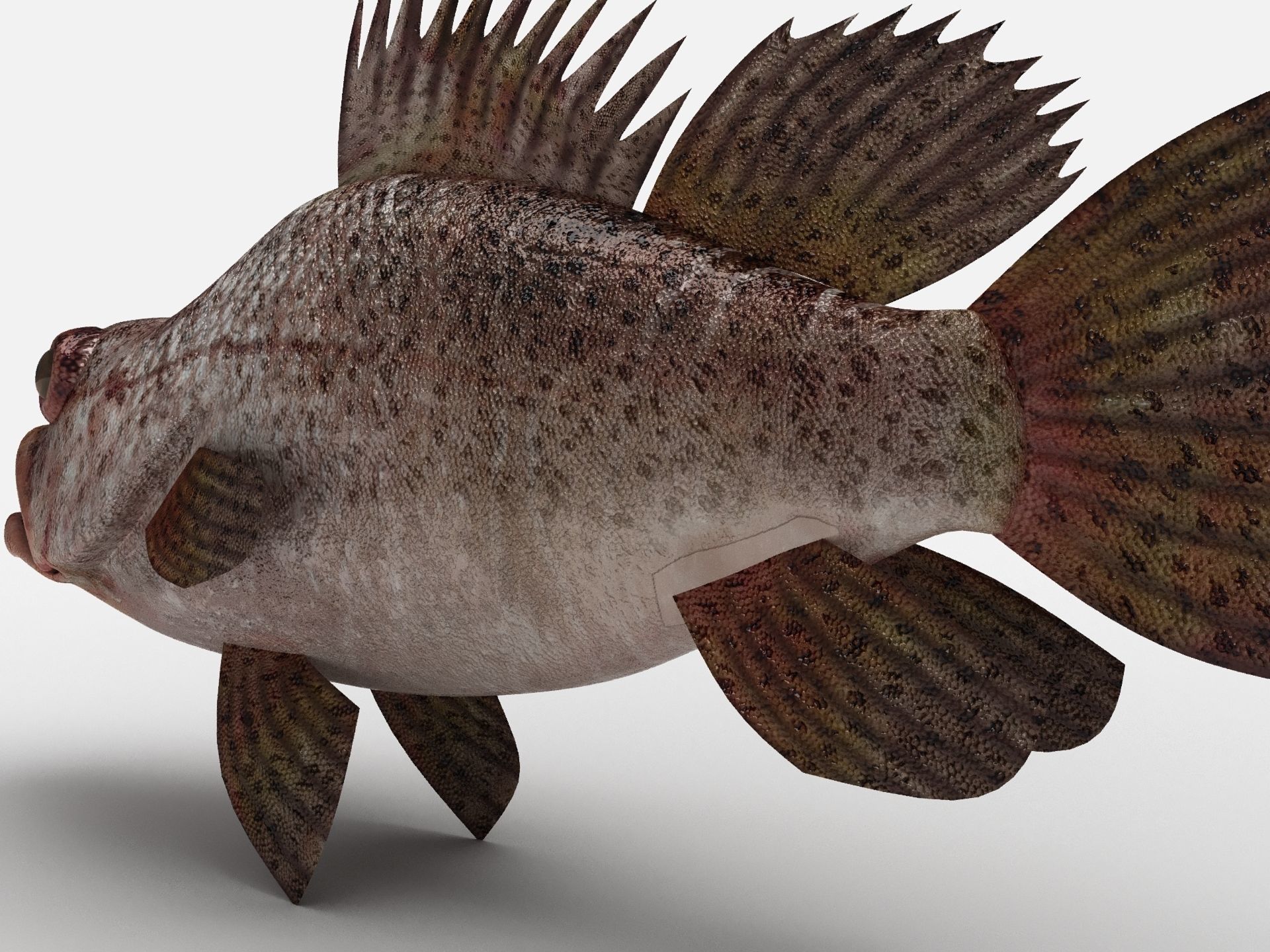 Scorpion fish Scorpen-2 Low-poly 3D model_6