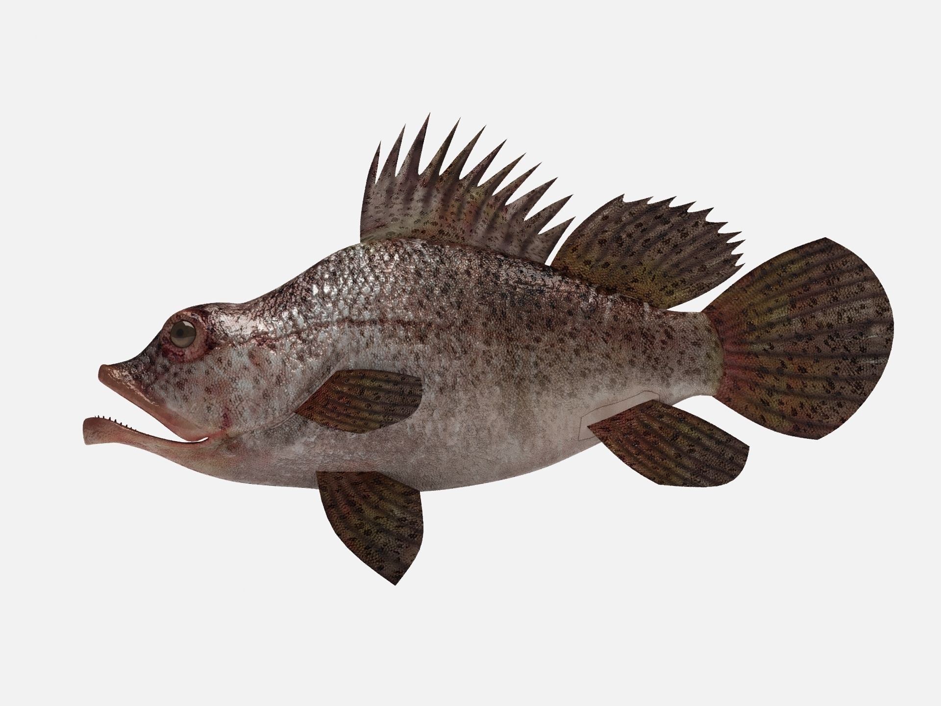 Scorpion fish Scorpen-2 Low-poly 3D model_1