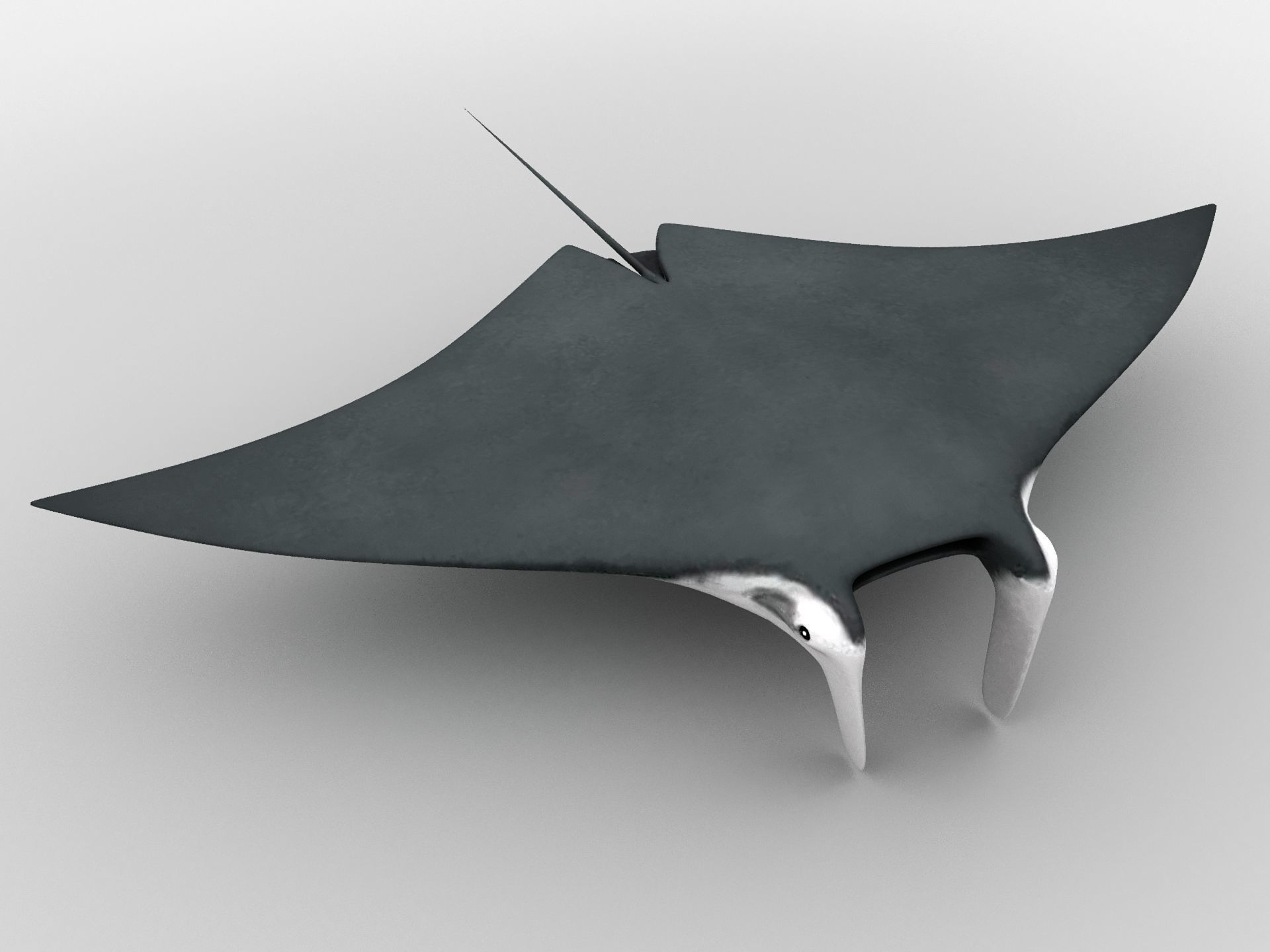Giant oceanic manta ray Low-poly 3D model_1