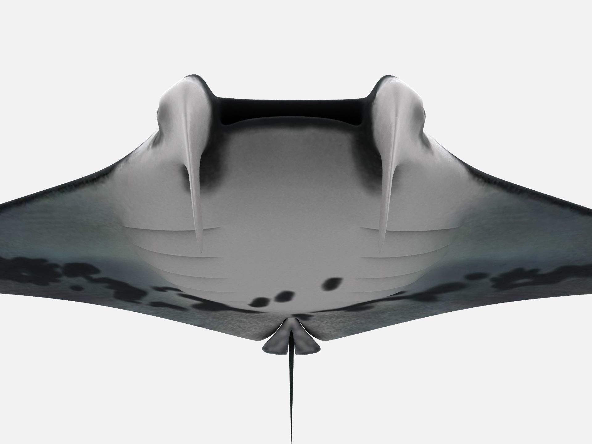 Giant oceanic manta ray Low-poly 3D model_8