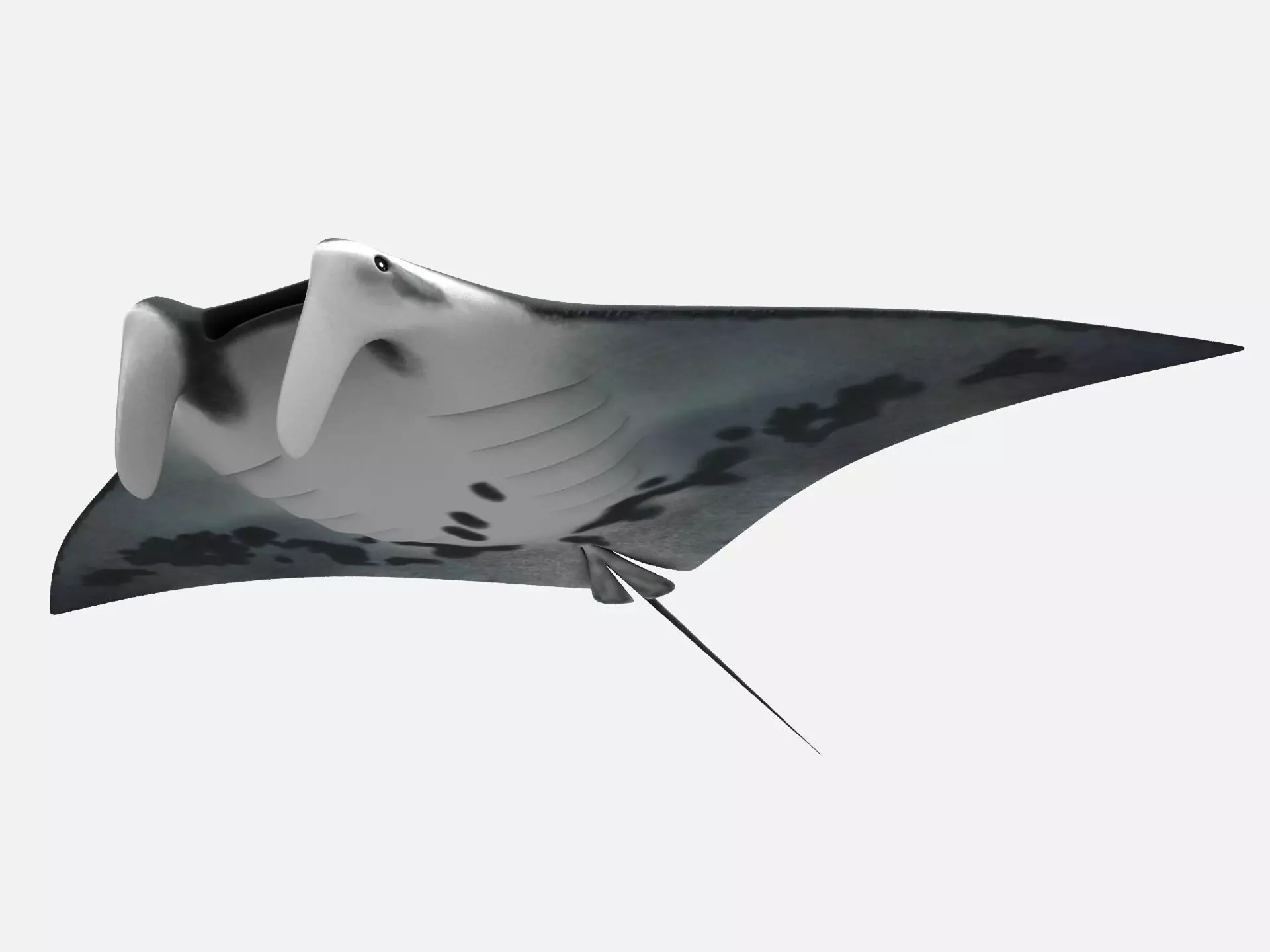 Giant oceanic manta ray Low-poly 3D model_0