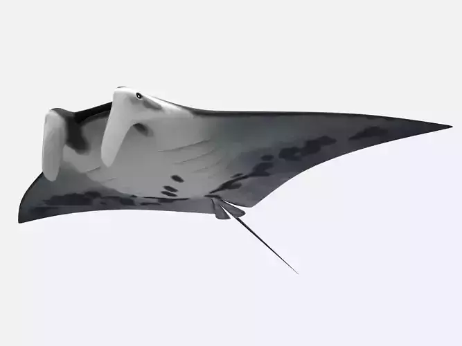 Giant oceanic manta ray Low-poly 3D model