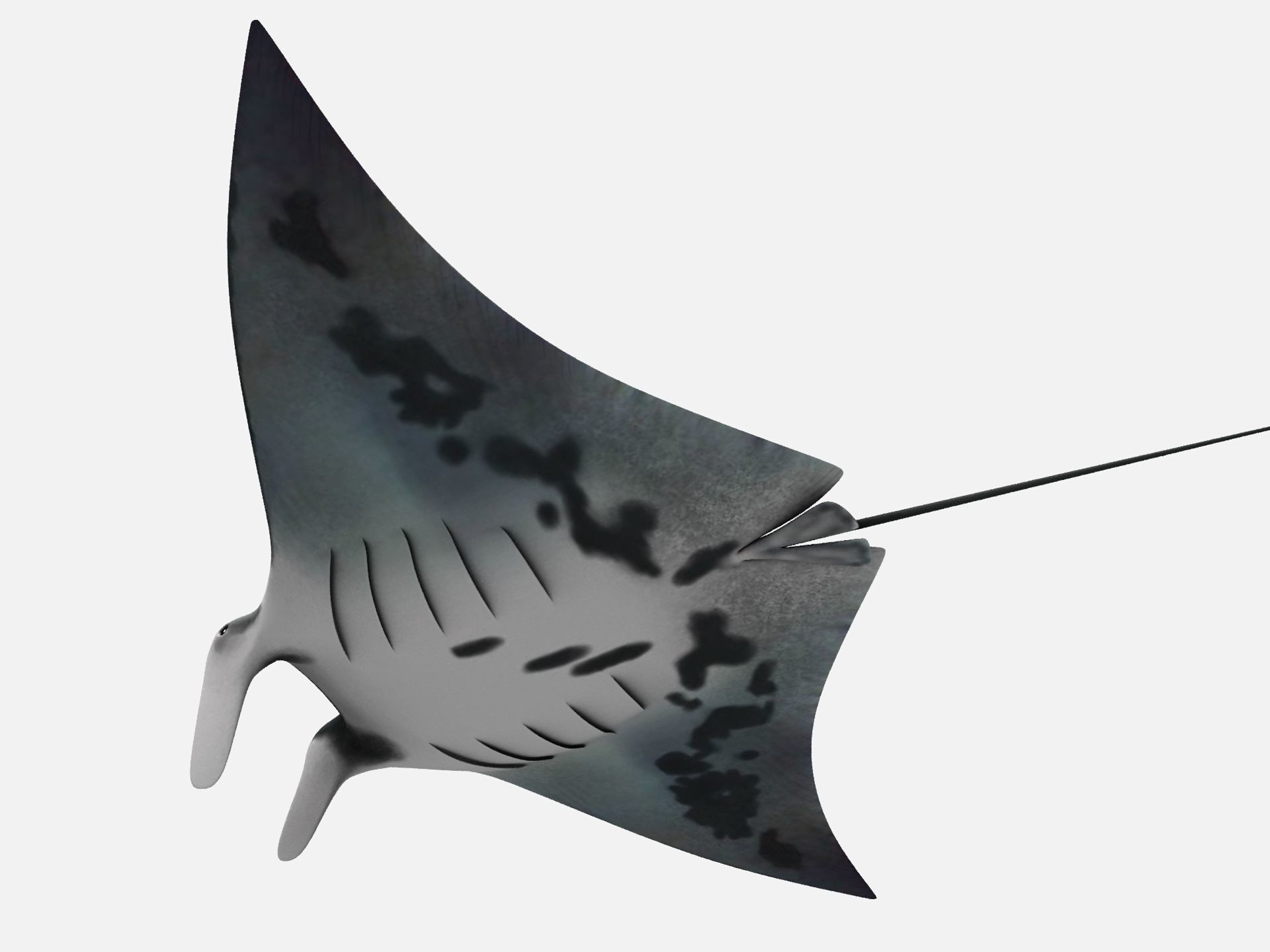 Giant oceanic manta ray Low-poly 3D model_6
