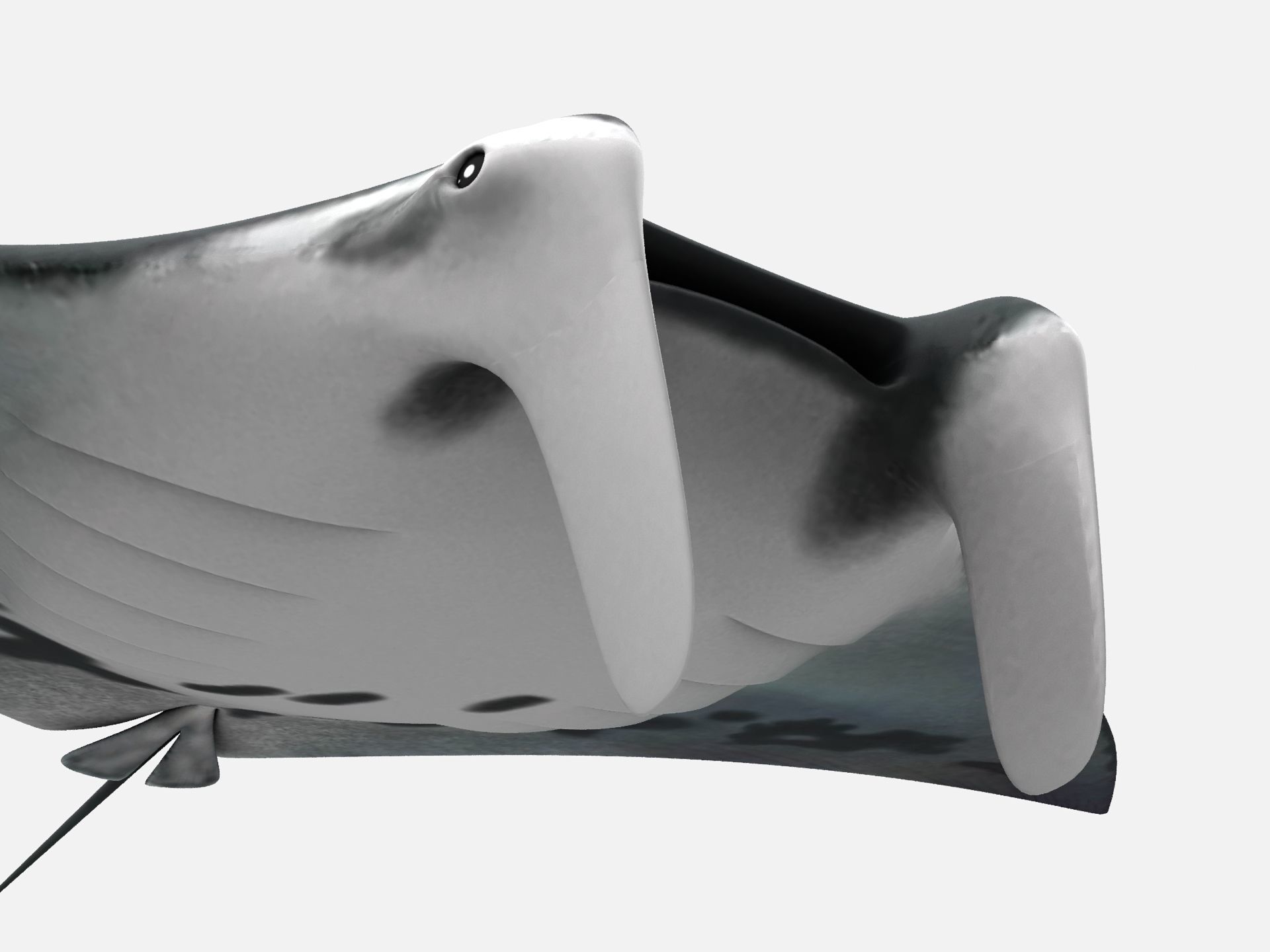 Giant oceanic manta ray Low-poly 3D model_2