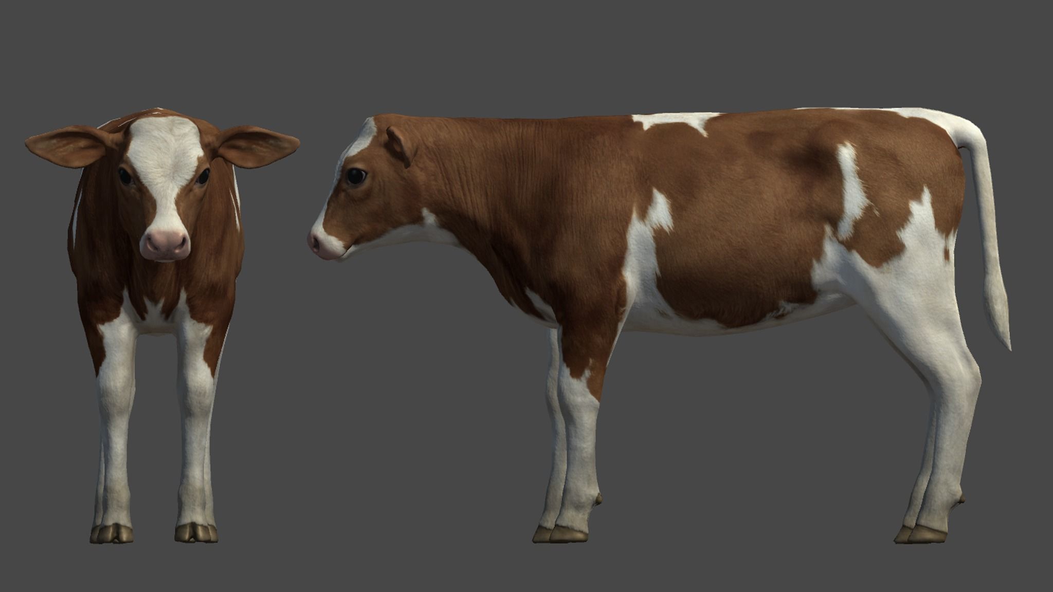 Calf realistic Low-poly 3D model_9
