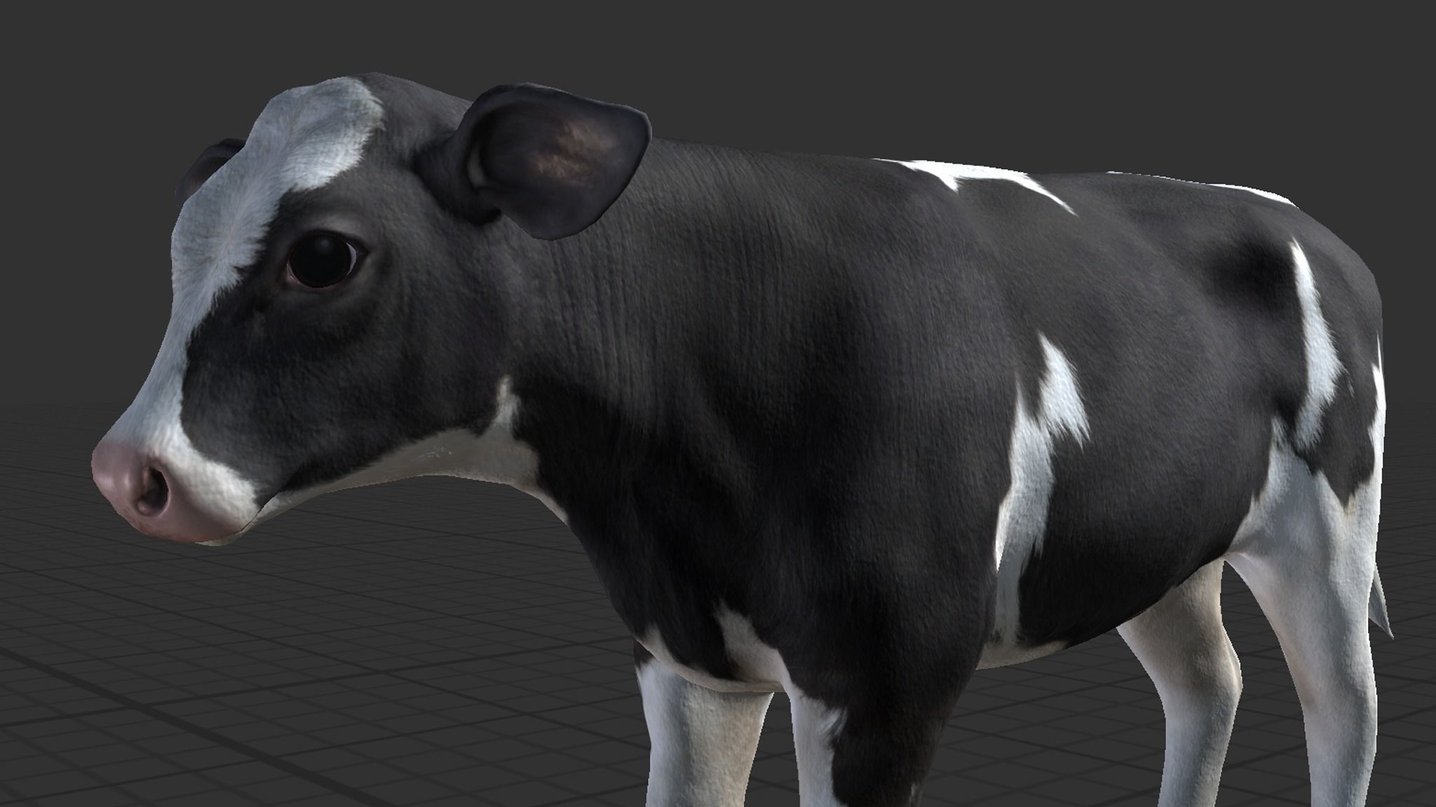 Calf realistic Low-poly 3D model_4