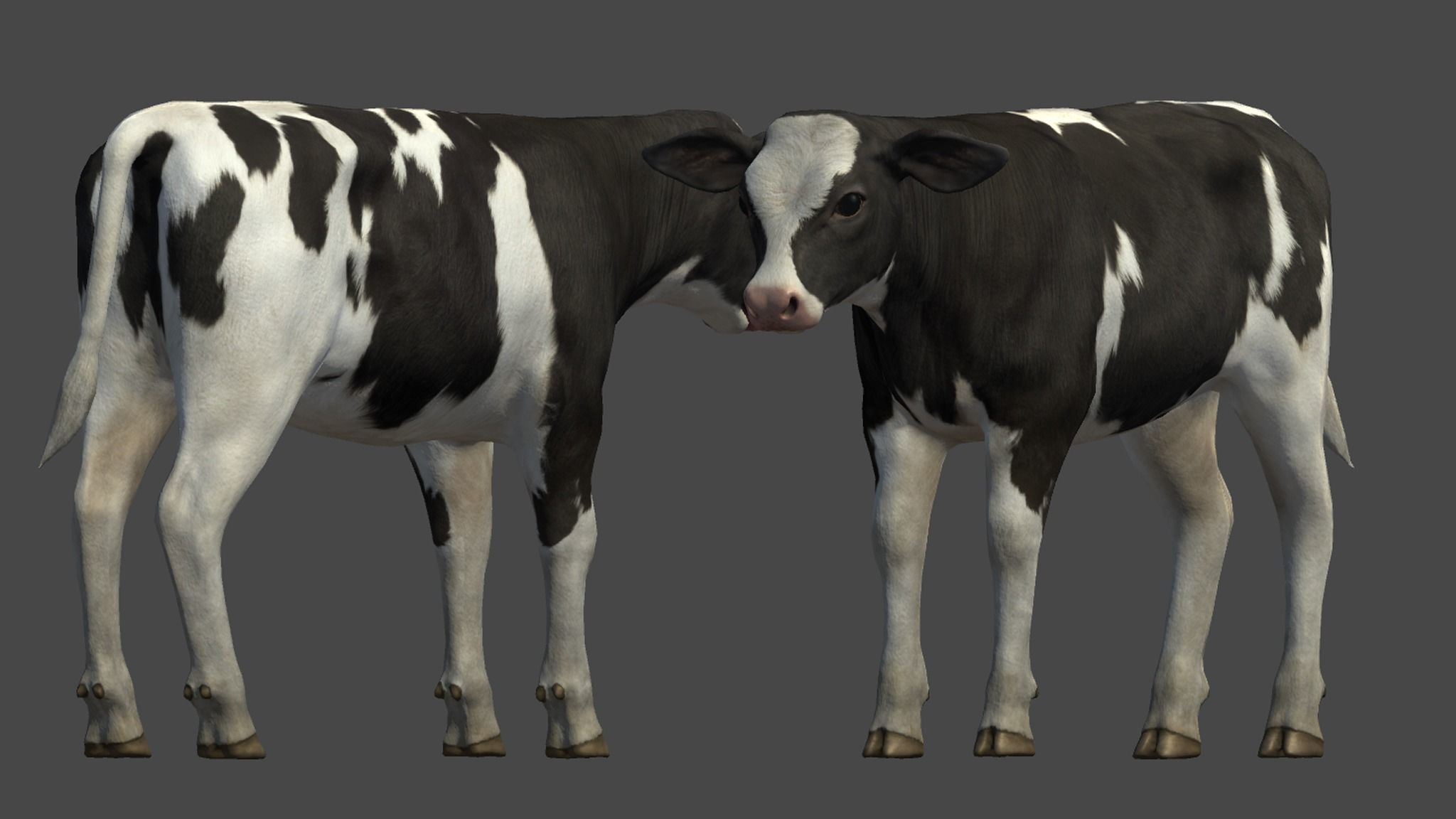 Calf realistic Low-poly 3D model_10