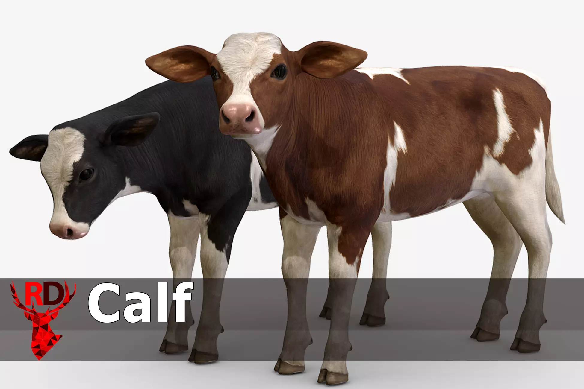 Calf realistic Low-poly 3D model_0