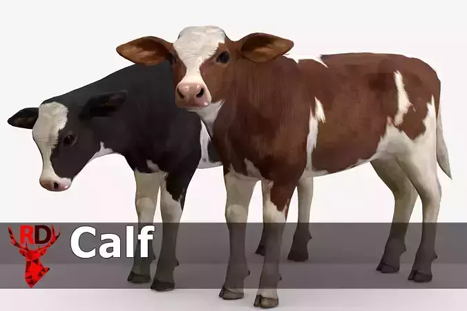 Calf realistic Low-poly 3D model