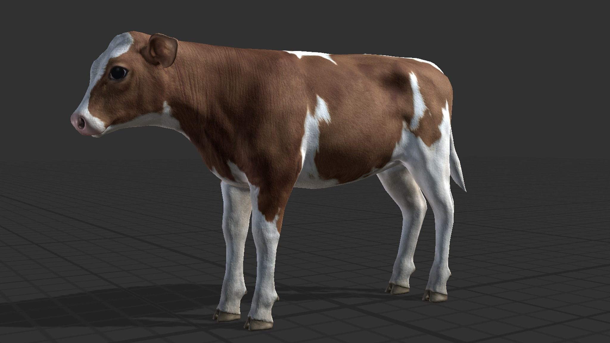 Calf realistic Low-poly 3D model_5