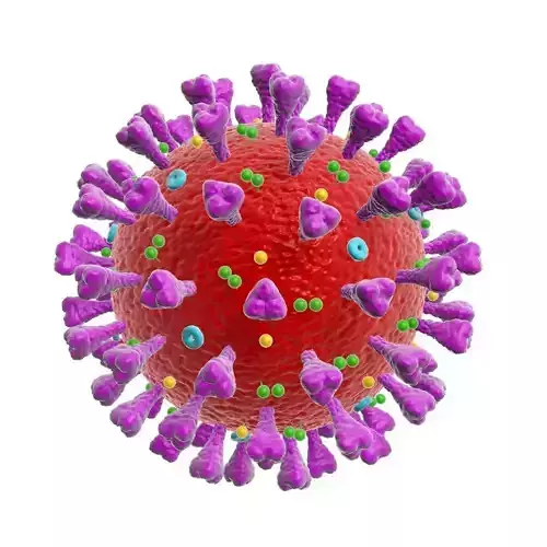 corona virus coronavirus scientific model 3D model 3D model