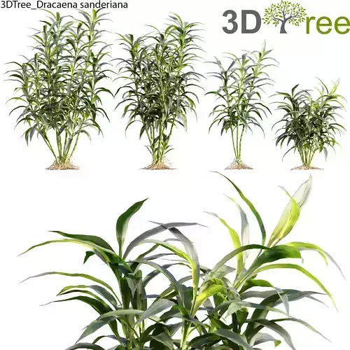Dracaena Sanderiana - Lucky Bamboo 01 Low-poly 3D model
