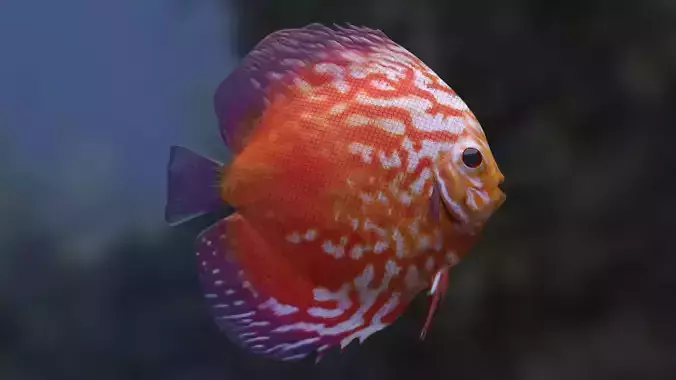 Red Disco fish 3D model